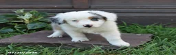 Australian Shepherd dogs for sale: Milo - Ad 3
