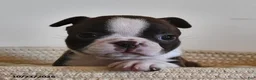 Boston Terrier dogs for sale: Bella   - Ad 2