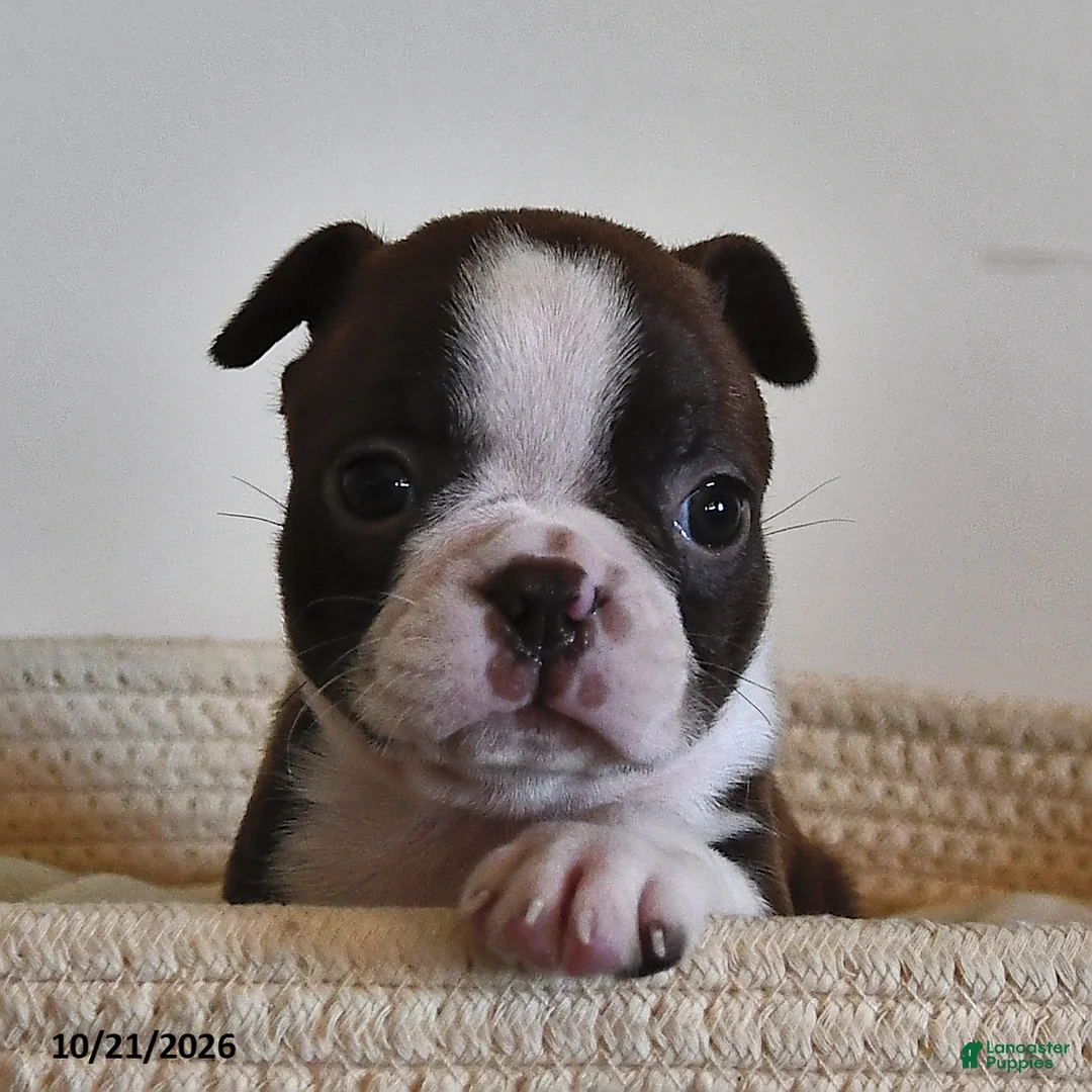 Boston Terrier dogs for sale: Bella   - Ad 2
