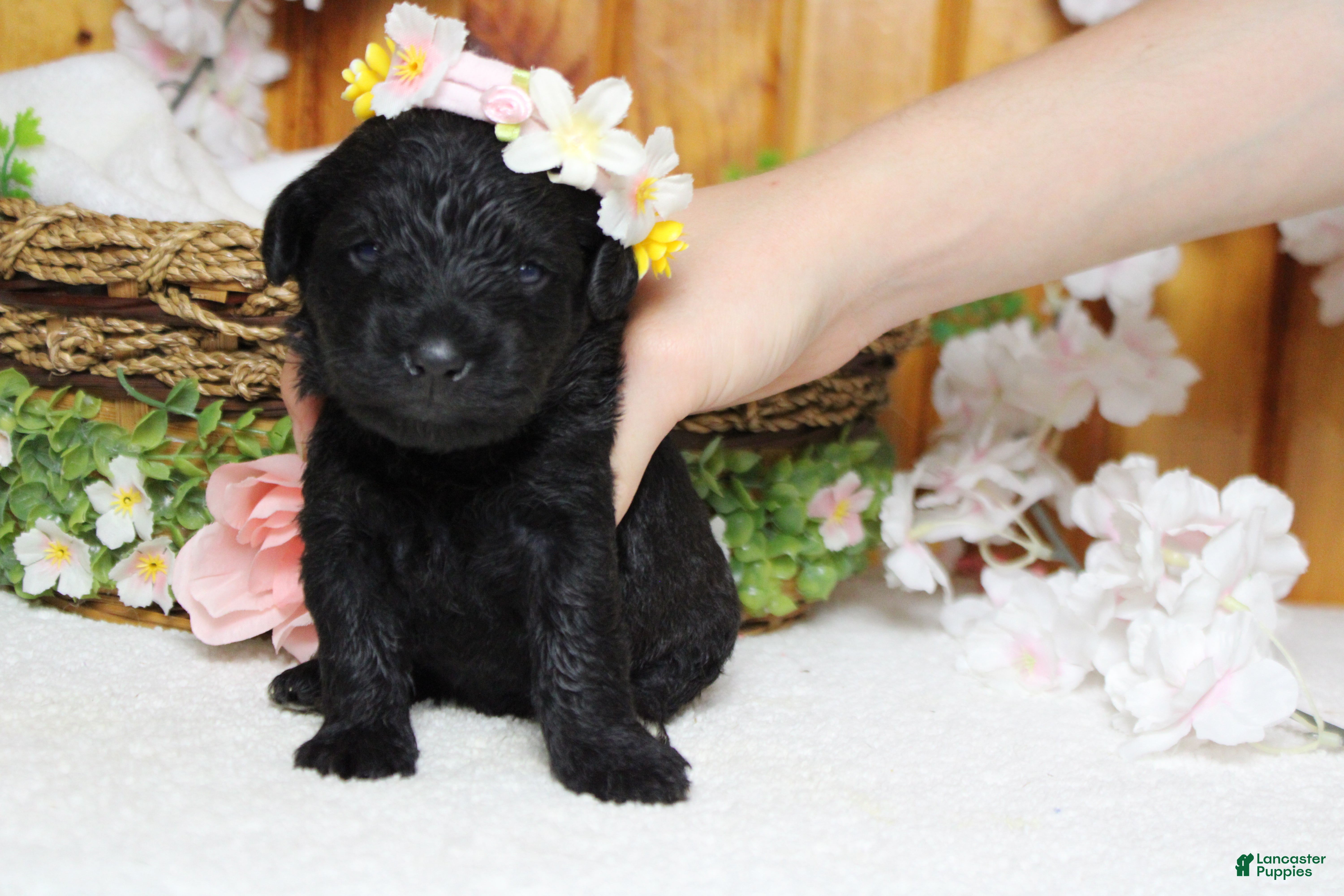 Schnoodle dogs Cabernet  - Ad 4