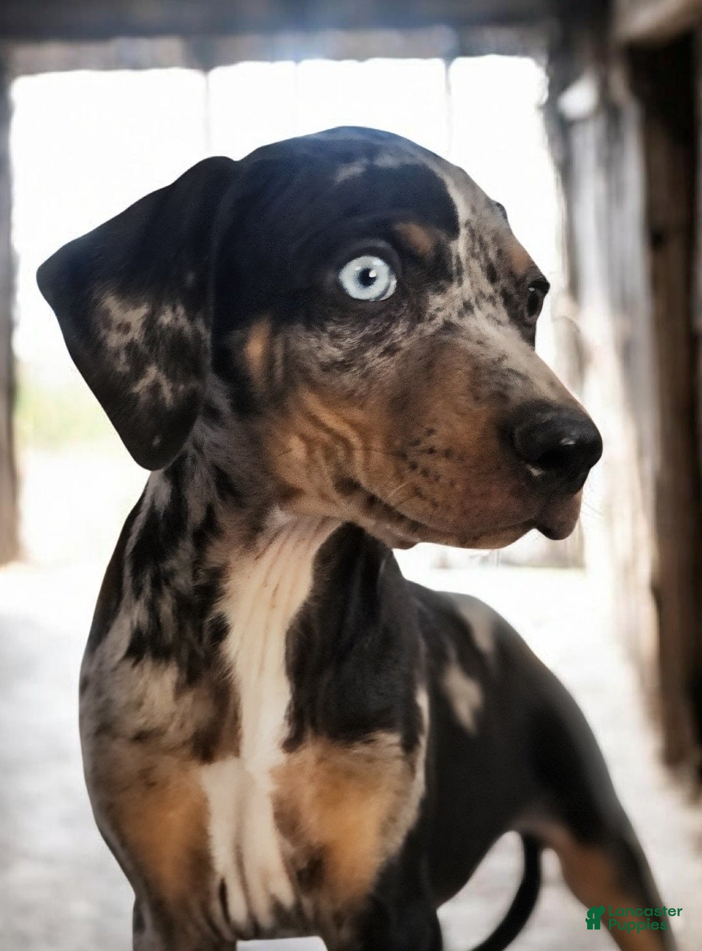 Catahoula Leopard Dog dogs Jesse 2026 F4 - Ad 17