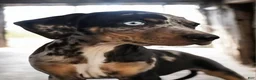 Catahoula Leopard Dog dogs for sale: Jesse 2026 F4 - Ad 1
