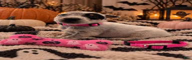 Priscilla - Pink Collar