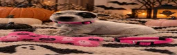 Australian Cattle Dog dogs for sale: Priscilla - Pink Collar - Ad 1