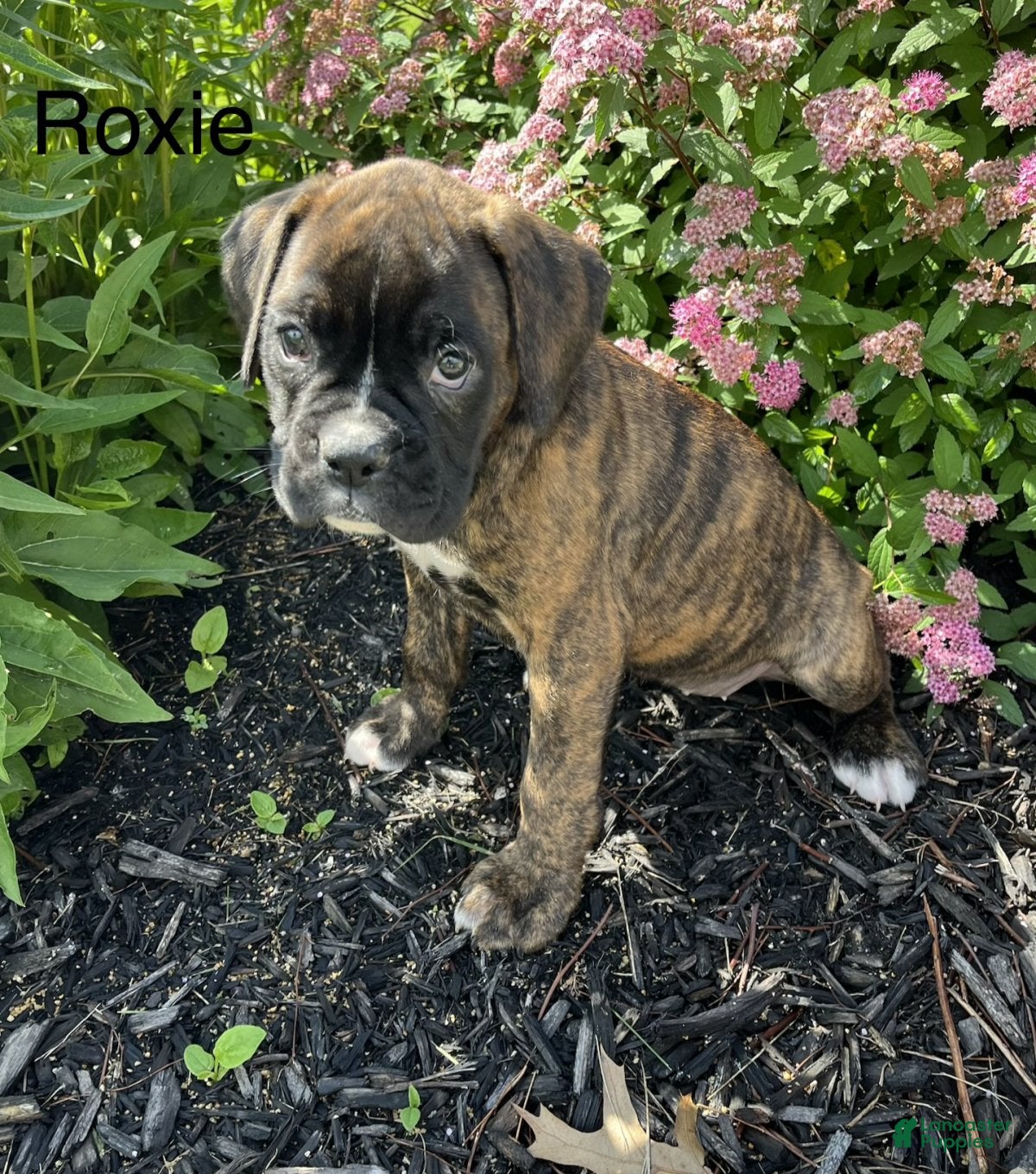 Boxer dogs Roxie - Ad 1
