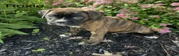 Boxer dogs for sale: Roxie - Ad 1