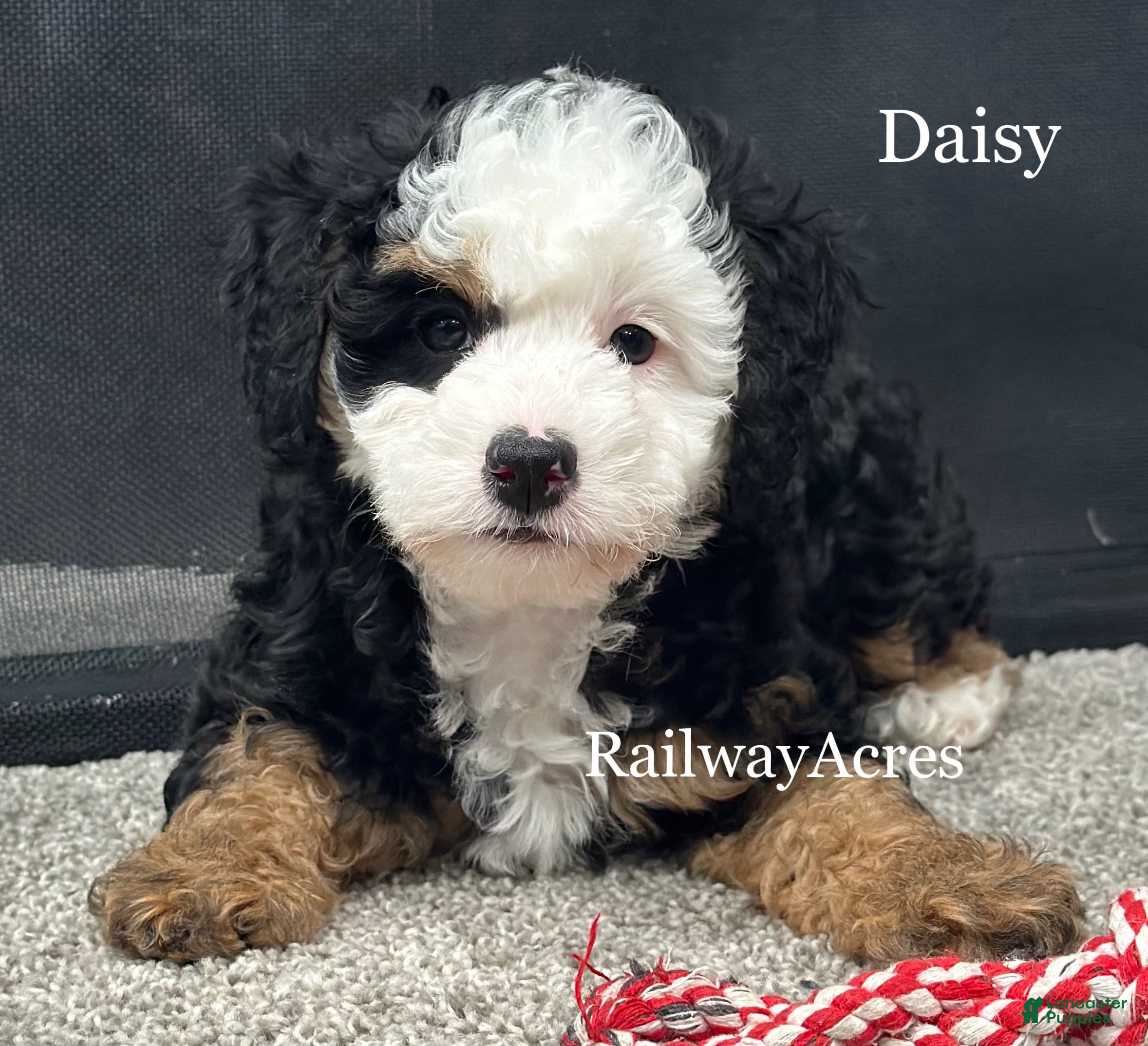 Mixed Breed dogs Daisy - Ad 13