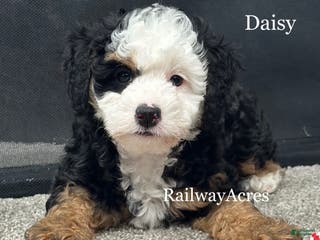 Mixed Breed dogs Daisy - Ad 29