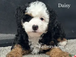 Mixed Breed dogs Daisy - Ad 25