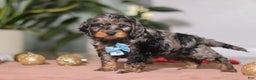 Cockapoo dogs for sale: Biscuit - Ad 4