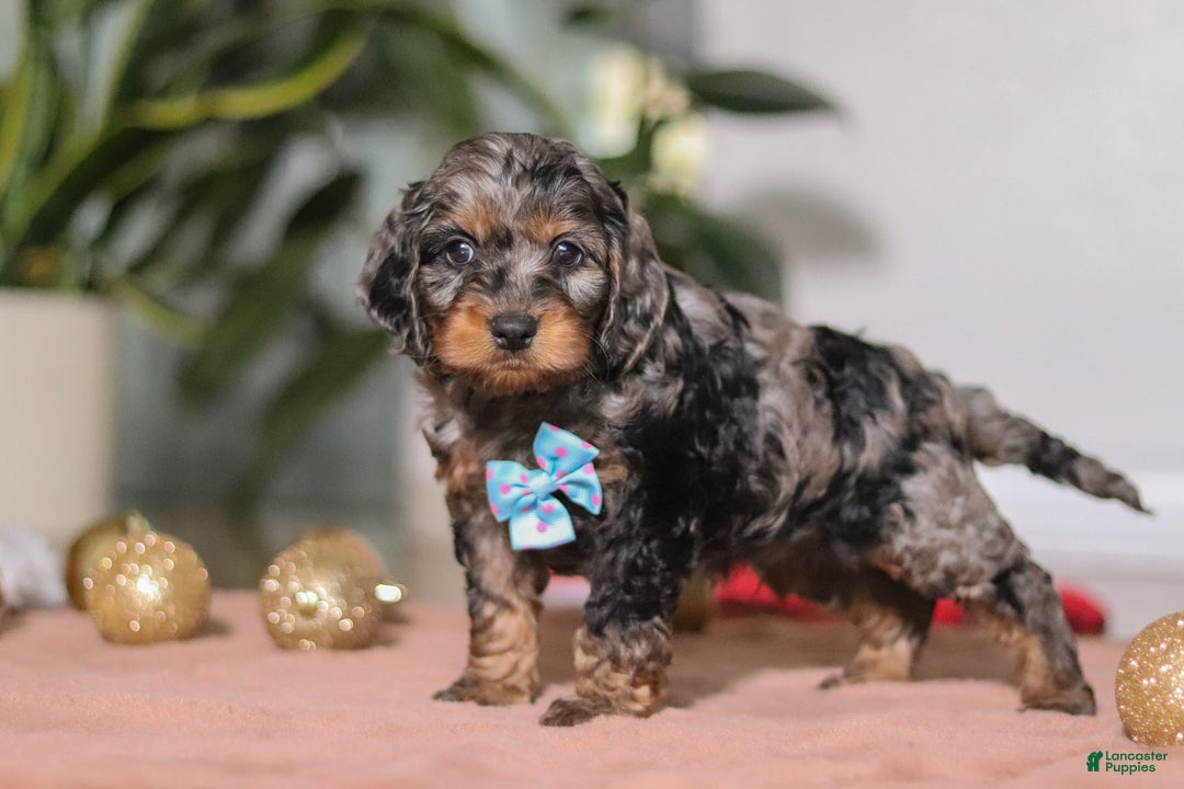 Cockapoo dogs for sale: Biscuit - Ad 4