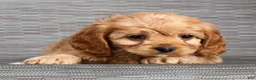 Cockapoo dogs for sale: Mercury - Ad 9
