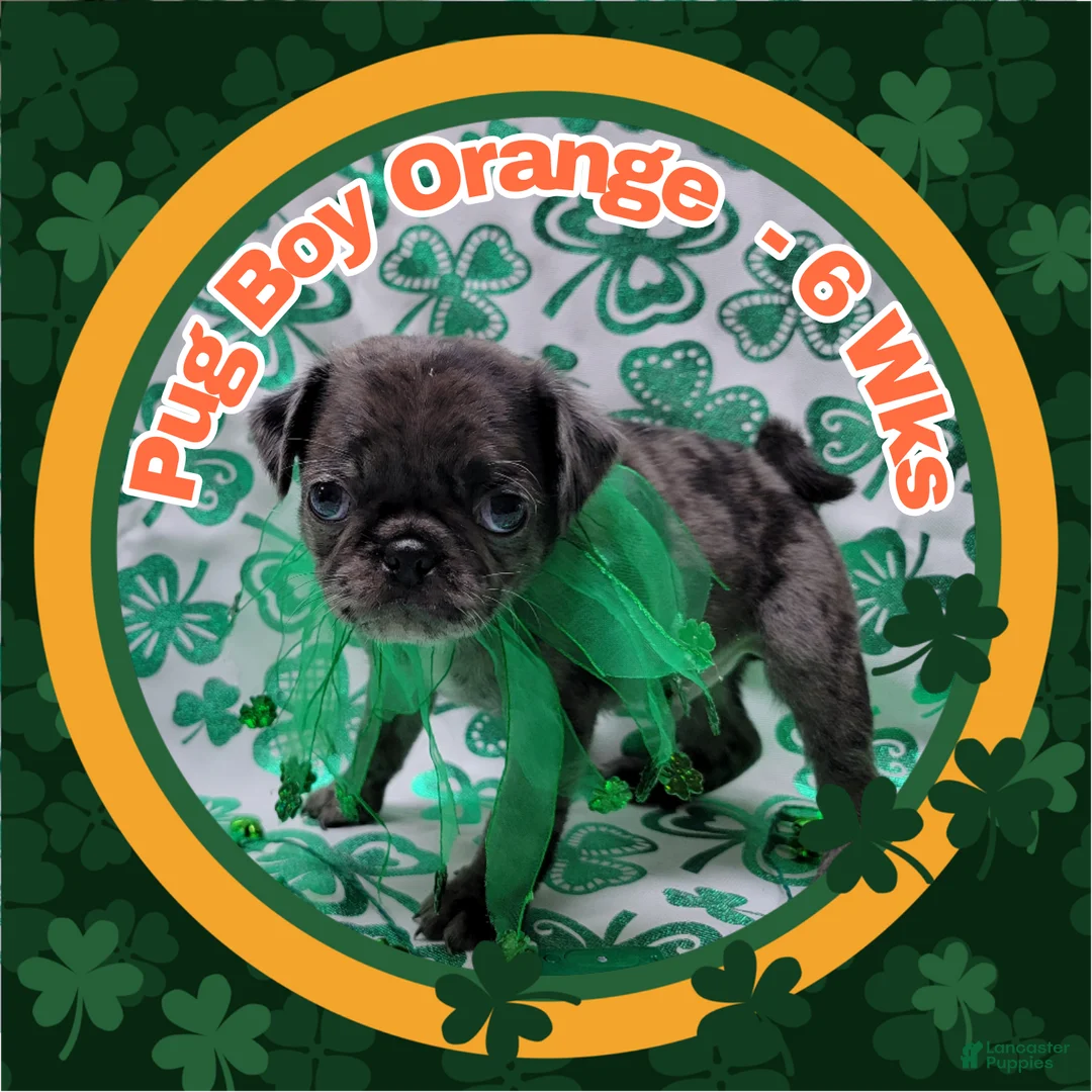 Pug dogs for sale: Pug Puppy Boy Orange - Ad 2