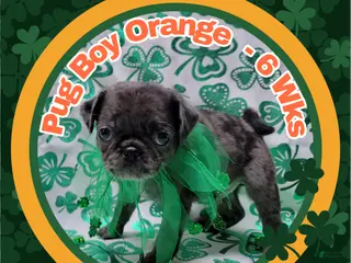 Pug dogs Pug Puppy Boy Orange - Ad 37
