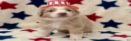 Australian Shepherd dogs for sale: Australian Shepherd 2 - Ad 6