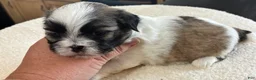 Shih Tzu dogs for sale: Shih Tzu 2 - Ad 5