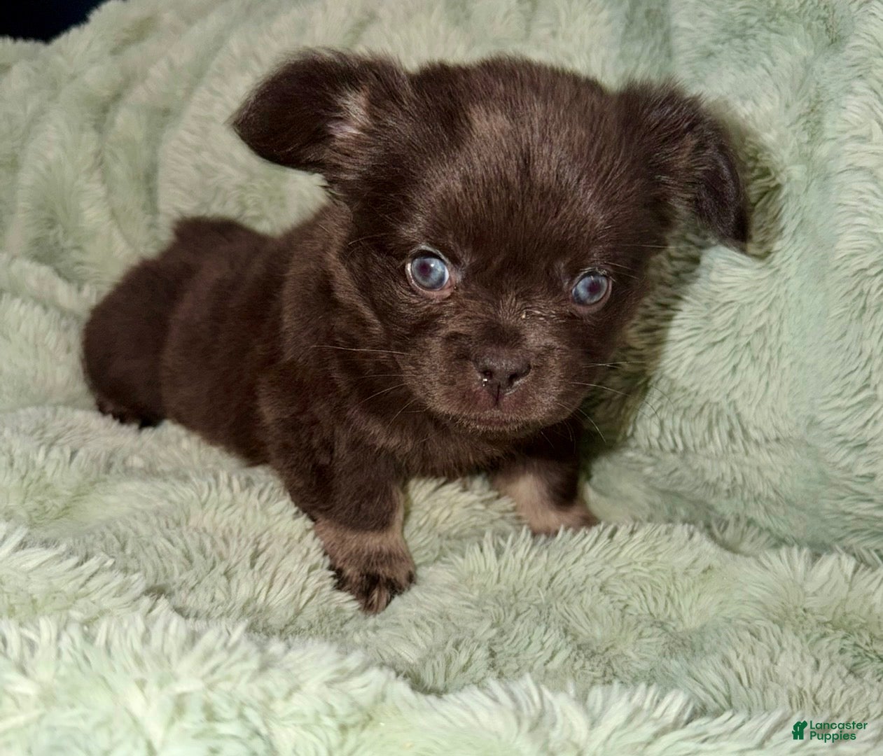 French Bulldog dogs Sleepy - Ad 1