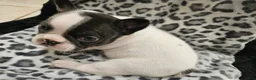 French Bulldog dogs for sale: Queenie  - Ad 2