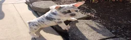 French Bulldog dogs for sale: Mary - Ad 4