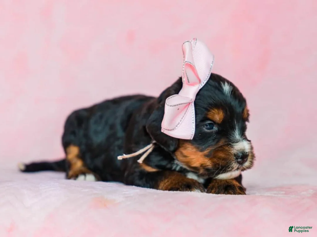 Mini Bernedoodle dogs for sale: Alta - Ad 2