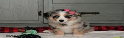 Australian Shepherd dogs for sale: Lexi  - Ad 3