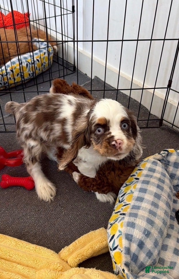 English Cocker Spaniel dogs English Cocker Spaniel 1 - Ad 2