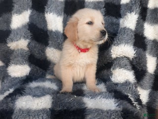 Golden Retriever dogs - Ad 42