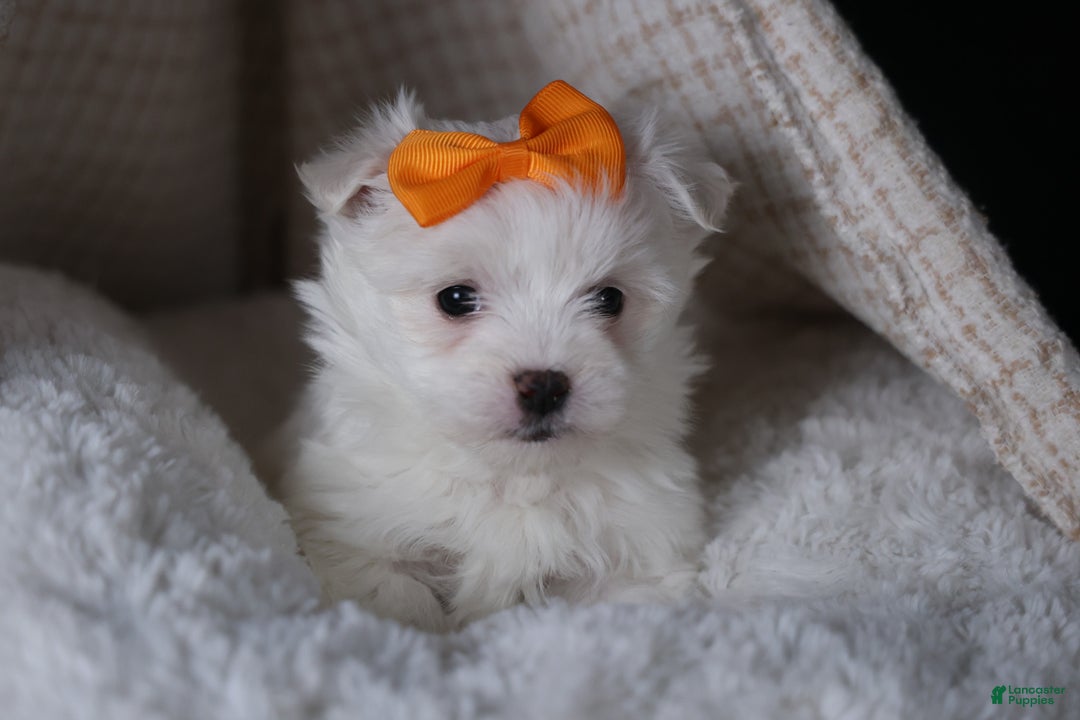 Maltese dogs for sale: APOLLO - Ad 10