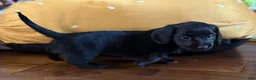 Dachshund dogs for sale: Dark Chocolate - Ad 14