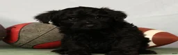 Yorkiepoo dogs for sale: Ender - Ad 3