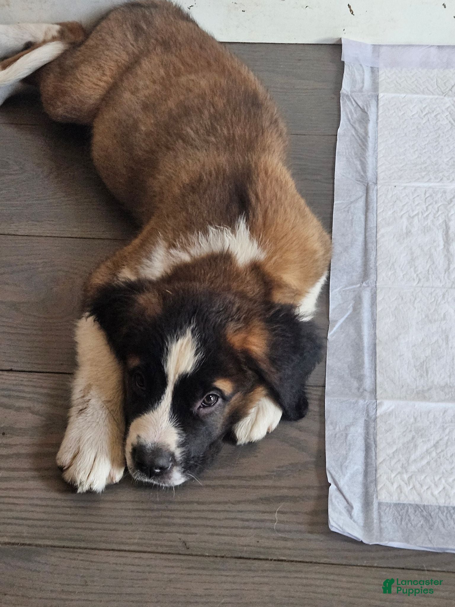 Saint Bernard dogs Saint Bernard 2 - Ad 2