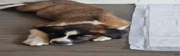 Saint Bernard dogs for sale: Saint Bernard 2 - Ad 2