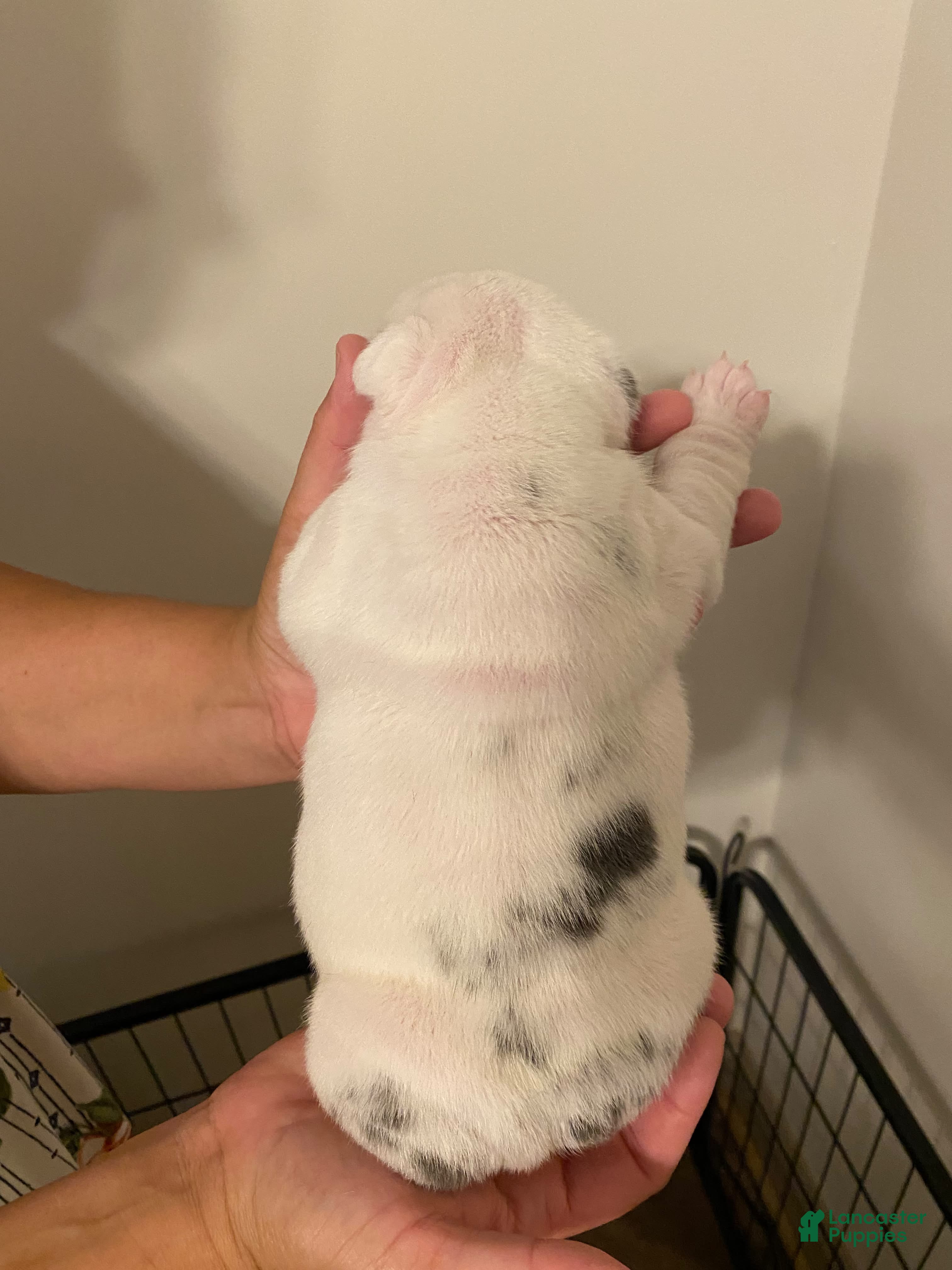 English Bulldog dogs Violet - Ad 2