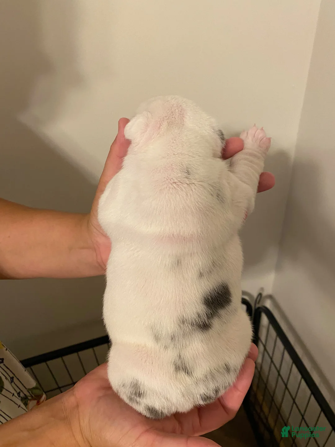 English Bulldog dogs for sale: Violet - Ad 2