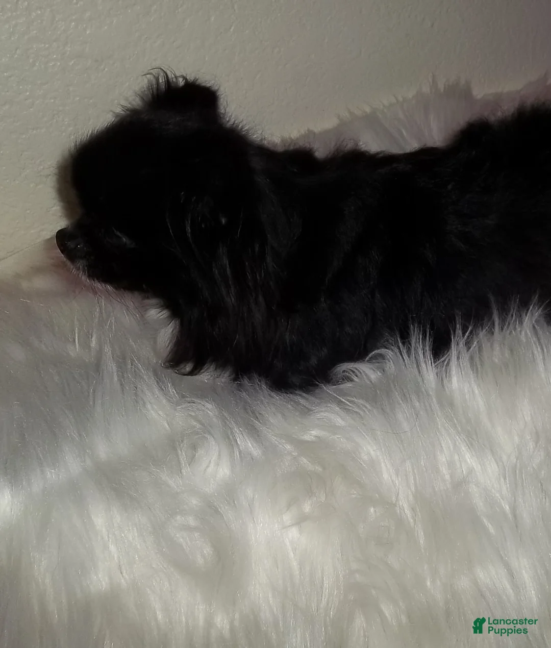 Chihuahua dogs for sale: Snoopy LC  - Ad 2