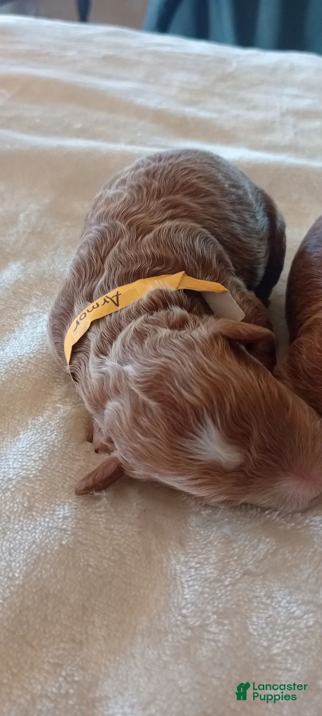 Mini Goldendoodle dogs for sale: Mr. Arrow - Ad 2
