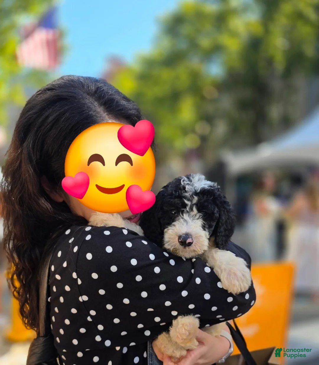 Sheepadoodle dogs for sale: Sheepadoodle 5 - Ad 1