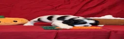 Cocker Spaniel dogs for sale: Martha - Ad 2