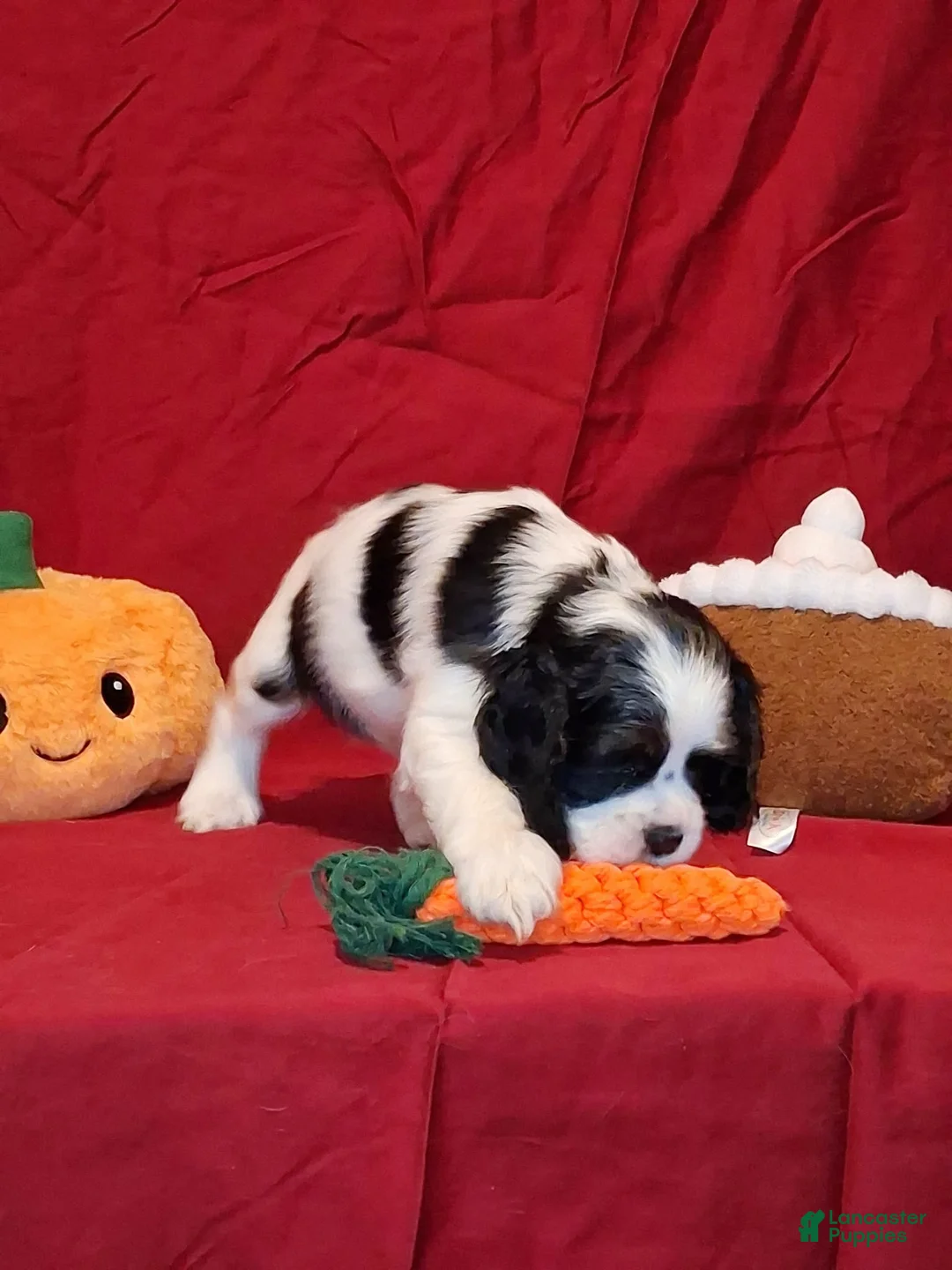 Cocker Spaniel dogs for sale: Martha - Ad 2
