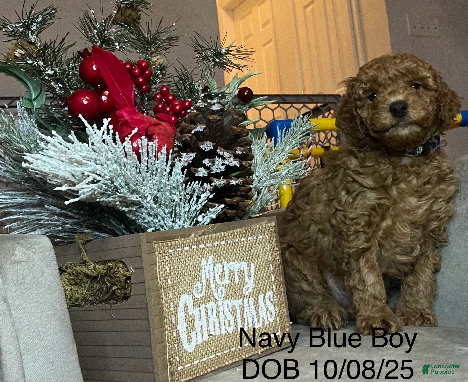 Mini Goldendoodle dogs Mini Goldendoodle Puppy Blue - Ad 6