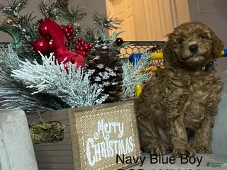 Mini Goldendoodle dogs Mini Goldendoodle Puppy Blue - Ad 28