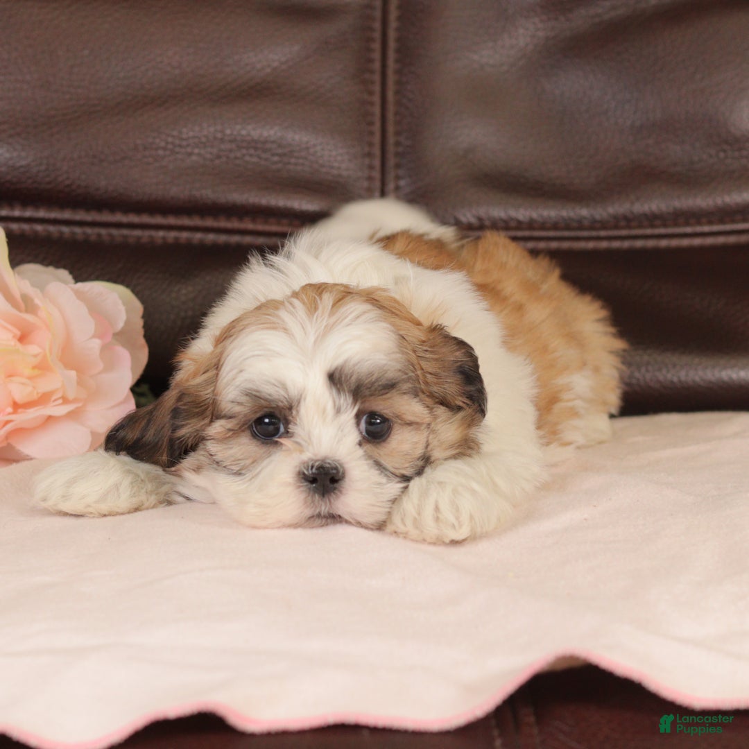 Mixed Breed dogs for sale: Trudy - Ad 3