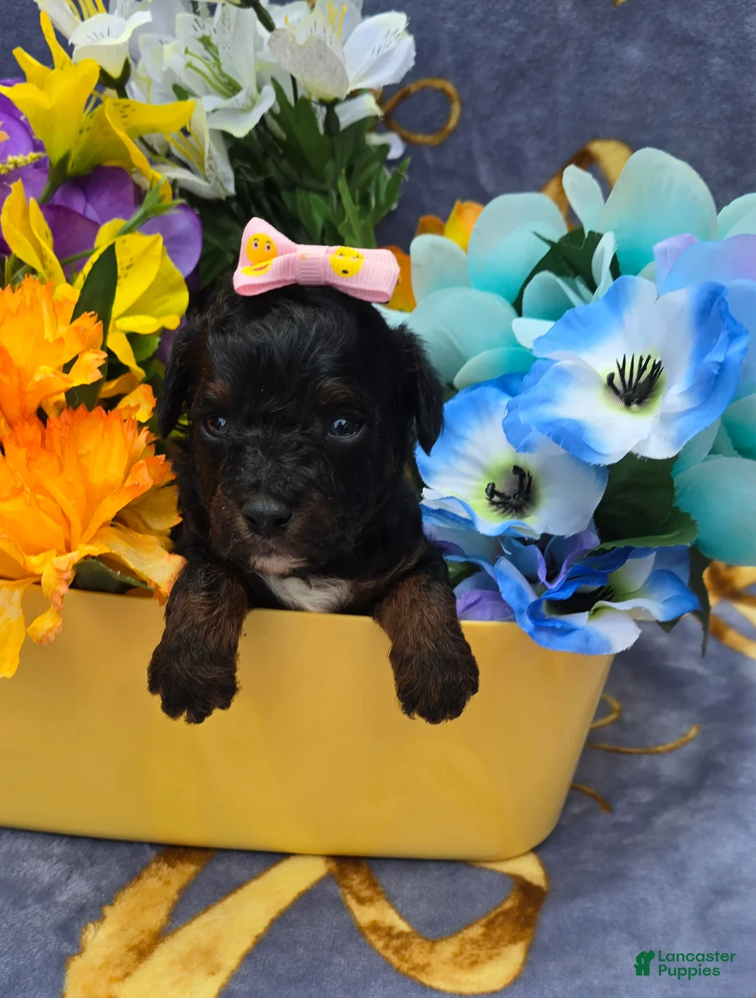 Cavapoo dogs for sale: Eclair  - Ad 2