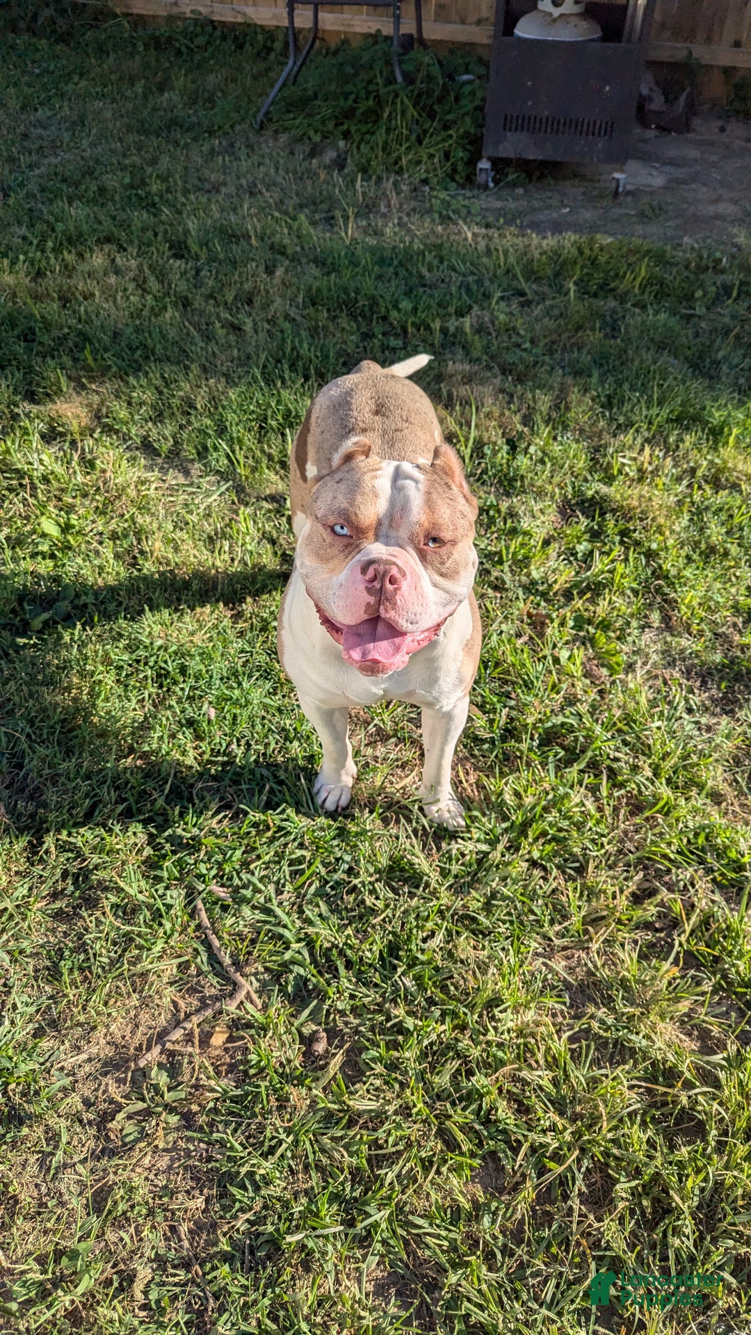 American Bully dogs for sale: American Bully Puppy 8 - Ad 5