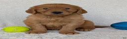 Golden Retriever dogs for sale: Lincoln  - Ad 6