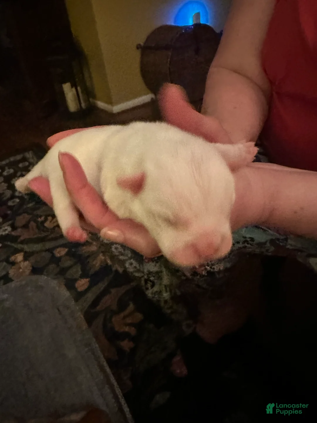 Mixed Breed dogs for sale: English Bulldog Puppy 6 - Ad 4