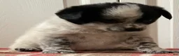 Mixed Breed dogs for sale: Kona - Ad 4
