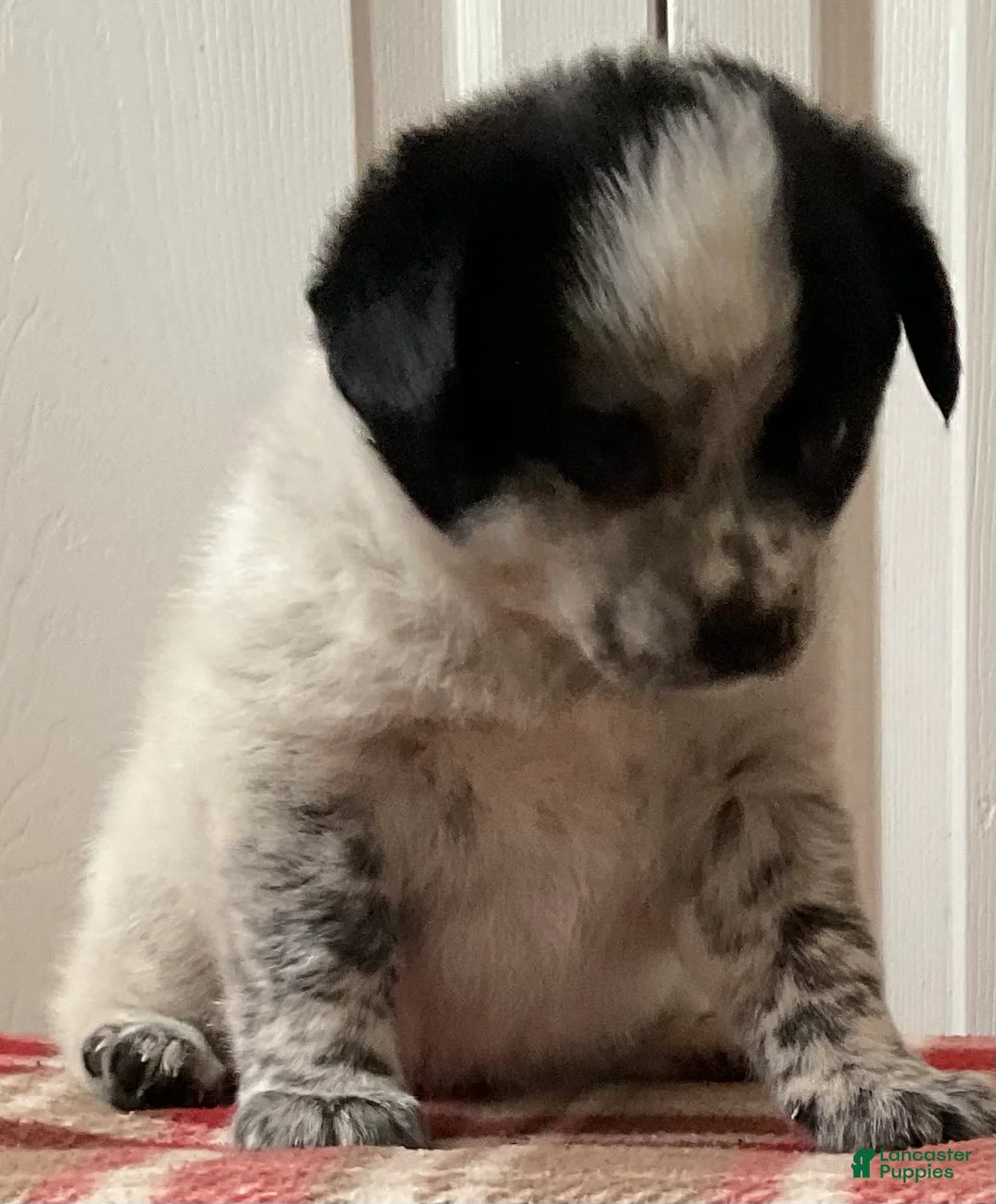 Mixed Breed dogs for sale: Kona - Ad 4