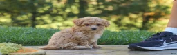 Maltipoo dogs for sale: Posie - Ad 11