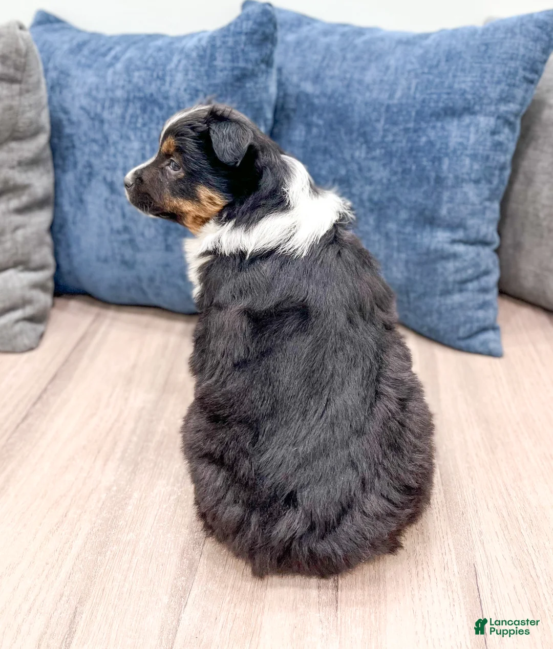 Miniature Australian Shepherd dogs for sale: Sammy - Ad 5